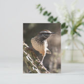 Cactus Wren Postcard Postkarte (Stehend Vorderseite)