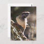 Cactus Wren Postcard Postkarte (Vorne/Hinten)