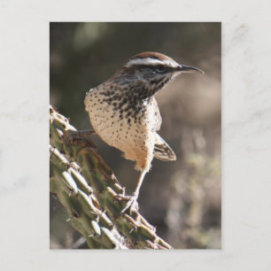 Cactus Wren Postcard Postkarte
