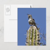 Cactus Wren Postkarte (Vorne/Hinten)