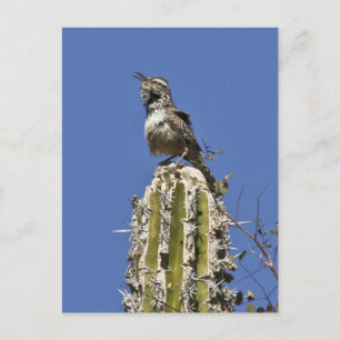 Cactus Wren Postkarte