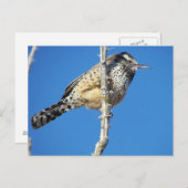 Cactus Wren Postkarte (Vorne/Hinten)