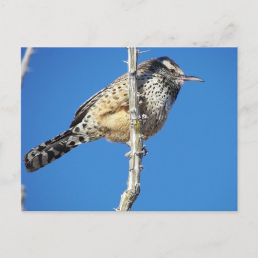 Cactus Wren Postkarte (Vorderseite)