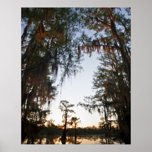 Caddo Lake bei Sonnenaufgang Poster (Vorne)