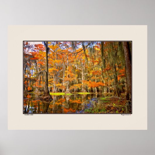 Caddo Lake - Herbst - Texas Poster (Vorne)