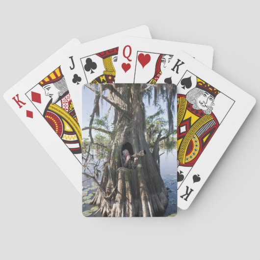 Caddo-See, Jagd blind Spielkarten (Rückseite)