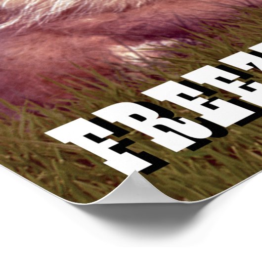 Caddyshack | Freeze, Gopher! Poster (Ecke)