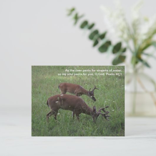 Cades Cove deer Smoky Mountains Postcard Postkarte (Stehend Vorderseite)