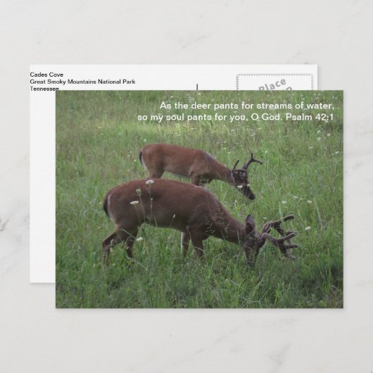 Cades Cove deer Smoky Mountains Postcard Postkarte (Vorne/Hinten)