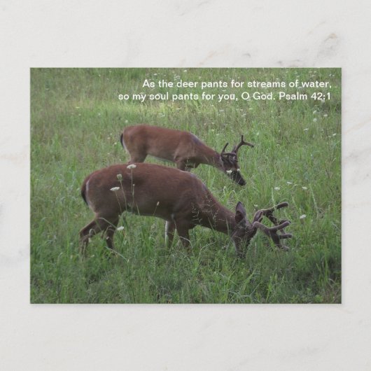 Cades Cove deer Smoky Mountains Postcard Postkarte (Vorderseite)