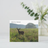 Cades Cove, Tennessee Postkarte (Stehend Vorderseite)