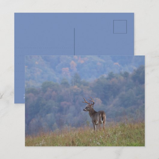 Cades Cove Wildlife - Great Smoky Mountains Postkarte (Vorne/Hinten)