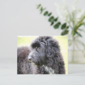 Cadoodle Dog Post Cards Postkarte (Stehend Vorderseite)