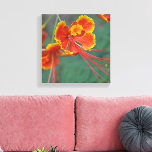 Caesalpinia Leinwanddruck (Insitu (Wohnzimmer))