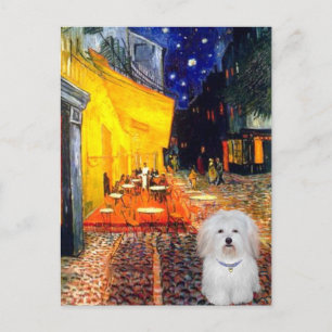 Cafe - Coton de Tulear 4b Postkarte