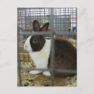 Caged Bunny Postkarte