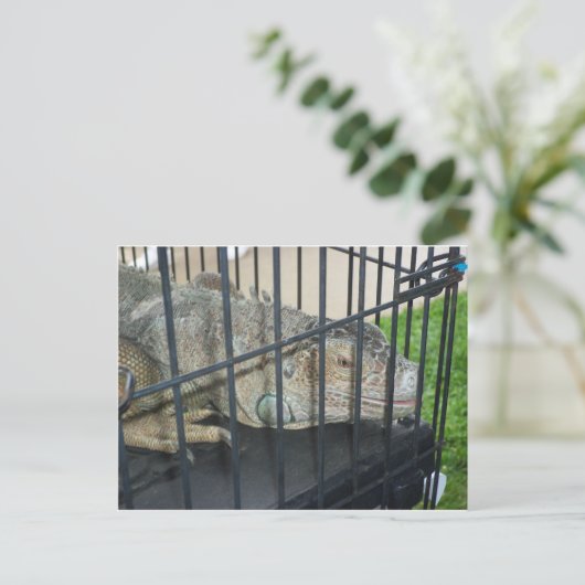 Caged Iguana Postkarte (Stehend Vorderseite)