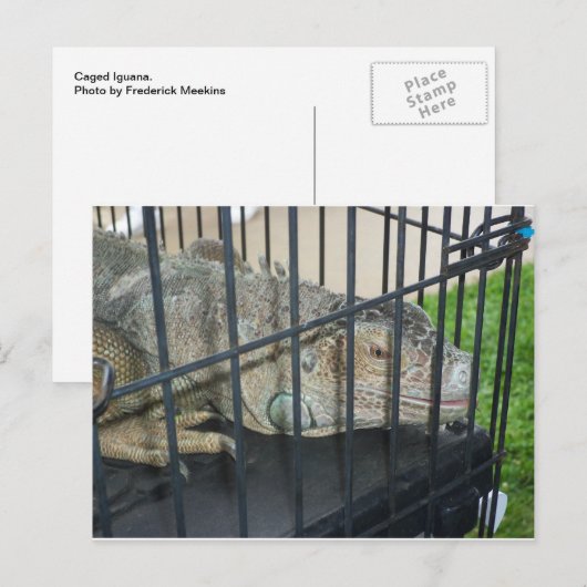Caged Iguana Postkarte (Vorne/Hinten)