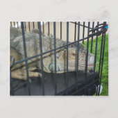 Caged Iguana Postkarte (Vorderseite)