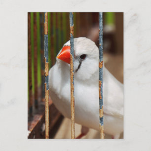Caged White Zebra Finch Bird Postkarte