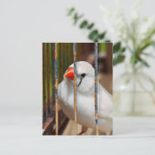 Caged White Zebra Finch Bird Postkarte (Stehend Vorderseite)
