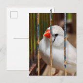 Caged White Zebra Finch Bird Postkarte (Vorne/Hinten)