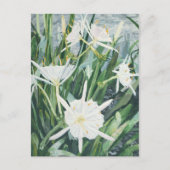 Cahaba Lilies Postcard Postkarte (Vorderseite)