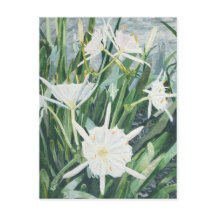 Cahaba Lilies Postcard