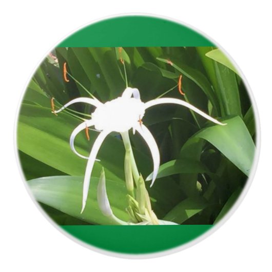 Cahaba Lilly blühen auf Knochen und Keramiken Keramikknauf (Vorderseite)