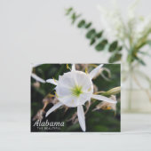 Cahaba Lily Postcard Postkarte (Stehend Vorderseite)