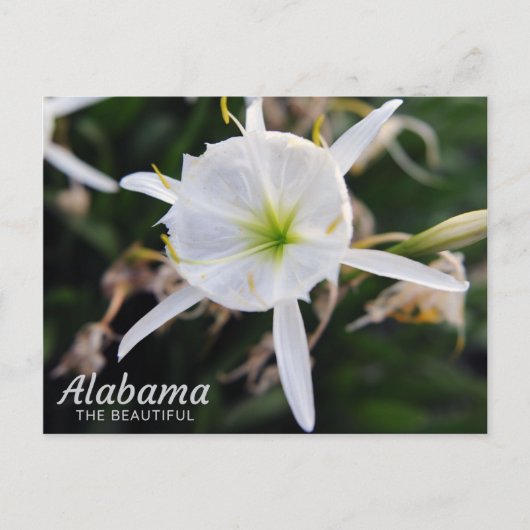 Cahaba Lily Postcard Postkarte (Vorderseite)
