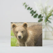 Cahorro de Oso Pardo Postkarte (Stehend Vorderseite)