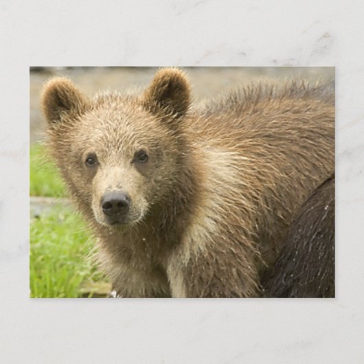 Cahorro de Oso Pardo Postkarte (Vorderseite)