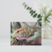 Caiman Lizard # 1 Postkarte (Stehend Vorderseite)