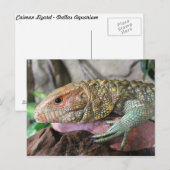 Caiman Lizard # 1 Postkarte (Vorne/Hinten)
