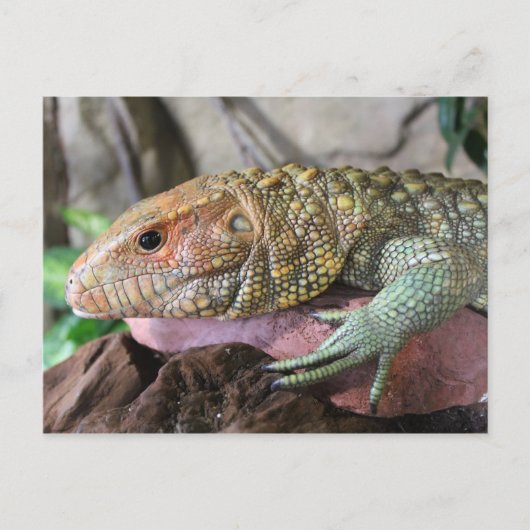 Caiman Lizard # 1 Postkarte (Vorderseite)