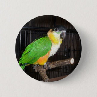 Caique-Knopf Button
