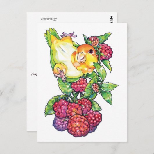 Caique mit Himbeere Postkarte (Vorne/Hinten)