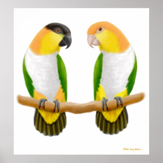 Caique Parrot Liebe, Caique Parrot Liebe, Caique . Poster (Vorne)