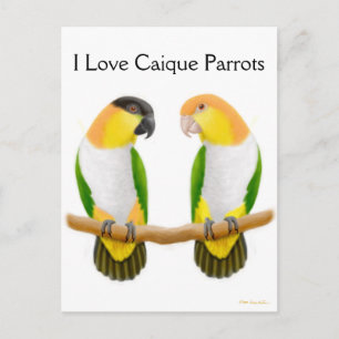 Caique Parrot Liebe Postcard Postkarte