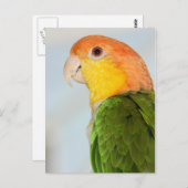 Caique Parrot Postkarte (Vorne/Hinten)