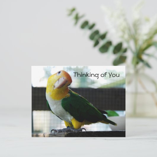 Caique Postcard Postkarte (Stehend Vorderseite)