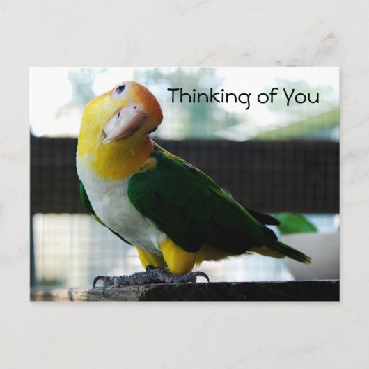 Caique Postcard Postkarte (Vorderseite)