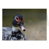 Cairina moschata domestica (Vorderseite (Horizontal))