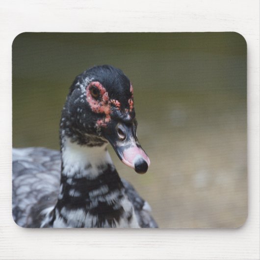 Cairina moschata domestica mousepad (Vorne)