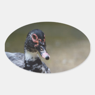 Cairina moschata domestica ovaler aufkleber
