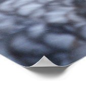 Cairina moschata domestica poster (Ecke)