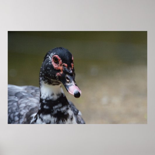 Cairina moschata domestica poster (Vorne)