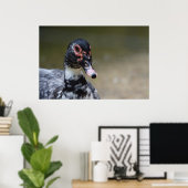 Cairina moschata domestica poster (Heimbüro)