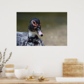 Cairina moschata domestica poster (Küche)